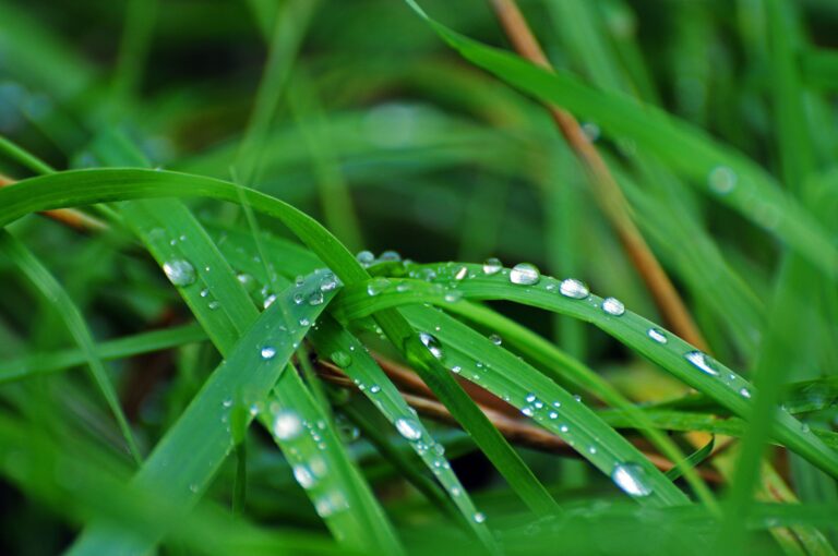 Close-up of fresh green grass with dewdrops on the leaves.