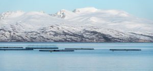 Snødekte fjell med fiskeoppdrettsanlegg i forgrunnen på en klar dag.